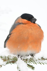 Wall Mural - a male of bullfinch  (Pyrrhula pyrrhula)