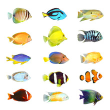 Great Collection Of A Tropical Fish On A White Background.