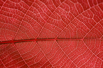 rotes Blatt | Herbst | Herbstlaub