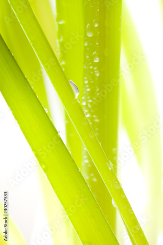 Obrazy trawa  blado-zielone-liscie-z-kroplami-wody