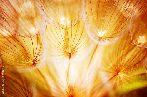 Obraz w ramie Soft dandelion flower