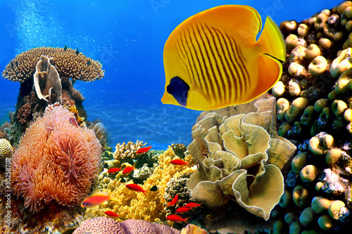 Foto-Kissen - Photo of a coral colony (von vlad61_61)