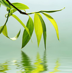 Wall Mural - fresh green leaves reflected in water