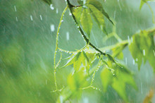 New Virginia Creeper, Early Summer Rain, Gentle Bokeh