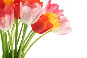 Poster - colorful tulips