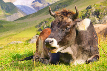 Poster - Almkuh - alp cow 23