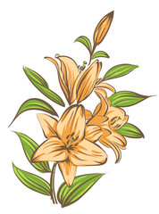 Wall Mural - Orange lily on white