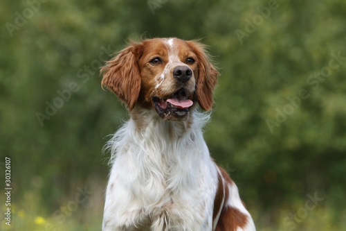 Cuadros en Lienzo portrait de l'épagneul breton - Porträt von bretonischer spaniel
