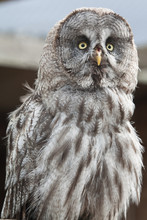 Great Grey Owl 9214
