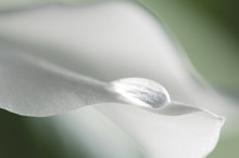 Lily Petal With A Water Drop