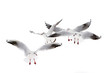 Black-Headed Gulls Flying