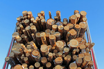 Wall Mural - Pine Logs on Logging Semi Trailer