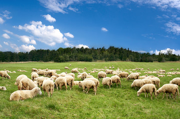 A lot sheep on  green meadow