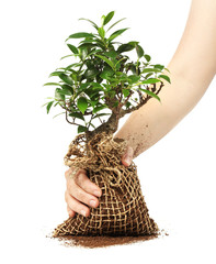 Wall Mural - bonsai tree isolated on white