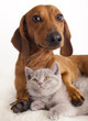 Kitten and dog dachshund