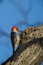 Red Bellied Woodpecker Perched In Shagbark Hickory Tree
