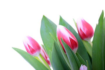 Tulpen