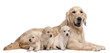Golden Retriever mother, 5 years old, and her puppies