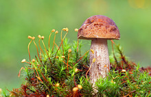 Brown Mushroom - Leccinum Scabrum