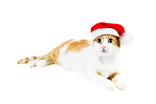 Cute Red And White Cat In Santa's Hat Isolated