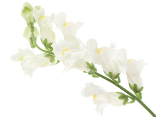 Wall Mural - snapdragon