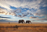 Fototapeta Sawanna - Elephant