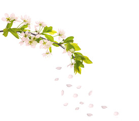 Wall Mural - light pink cherry-tree petals and flowers