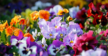 Multicolored Violet Flowers