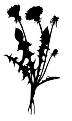 Wall Mural - silhouette dandelion on white background