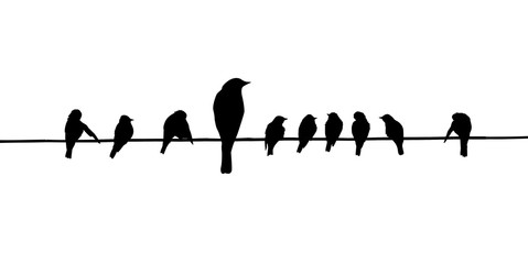 Wall Mural - silhouettes of the birds on wire