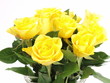 żółte róże - yellow roses