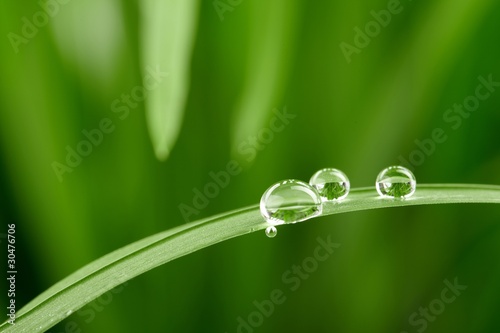 Dekoracja na wymiar  krople-wody-na-zielonej-trawie