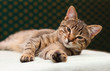 Tabby Cat laying on side