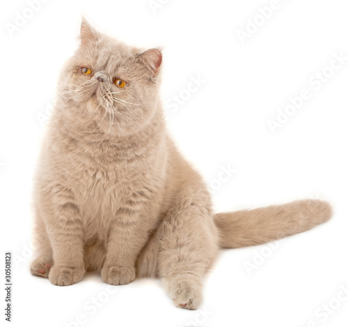Exotic Short Haired Cat Buy This Stock Photo And Explore