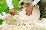 Fototapeta  - Shearing Sheep