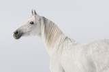 Fototapeta Konie - white arabian horse portrait