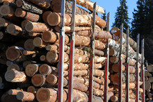 Wood Logs On Truck Trailer