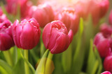 Red tulip flowers background