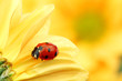 Leinwandbild Motiv ladybug on yellow flower