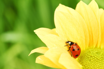 Sticker - ladybug on yellow flower