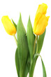 bunch of yellow tulips