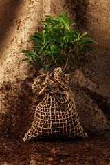 Wall Mural - tree ready to be planted