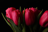 Fototapeta Tulipany - różowe tulipany