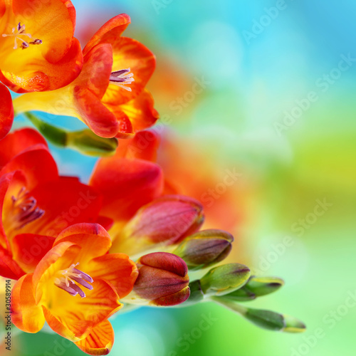 Spring freesia flowers on bokeh background