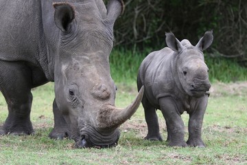 Wall Mural - baby rhino and mother