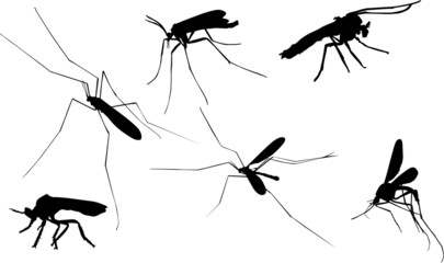 Canvas Print - six mosquito silhouettes on white