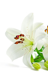 Wall Mural - Beautiful white lily flowers, isolated on white