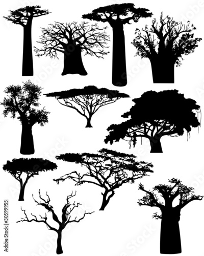 Naklejka - mata magnetyczna na lodówkę various African trees and bushes - vector