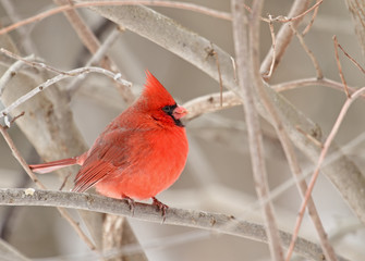 Wall Mural - Norther Cardinal, Cardinalis cardinalis