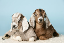 Two Young Goats On Wool